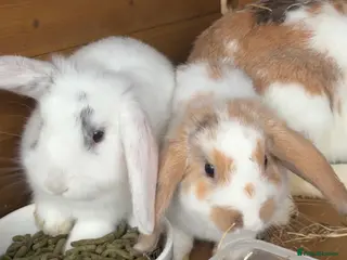 Mini Lop rabbits Mini lops - Advert 8