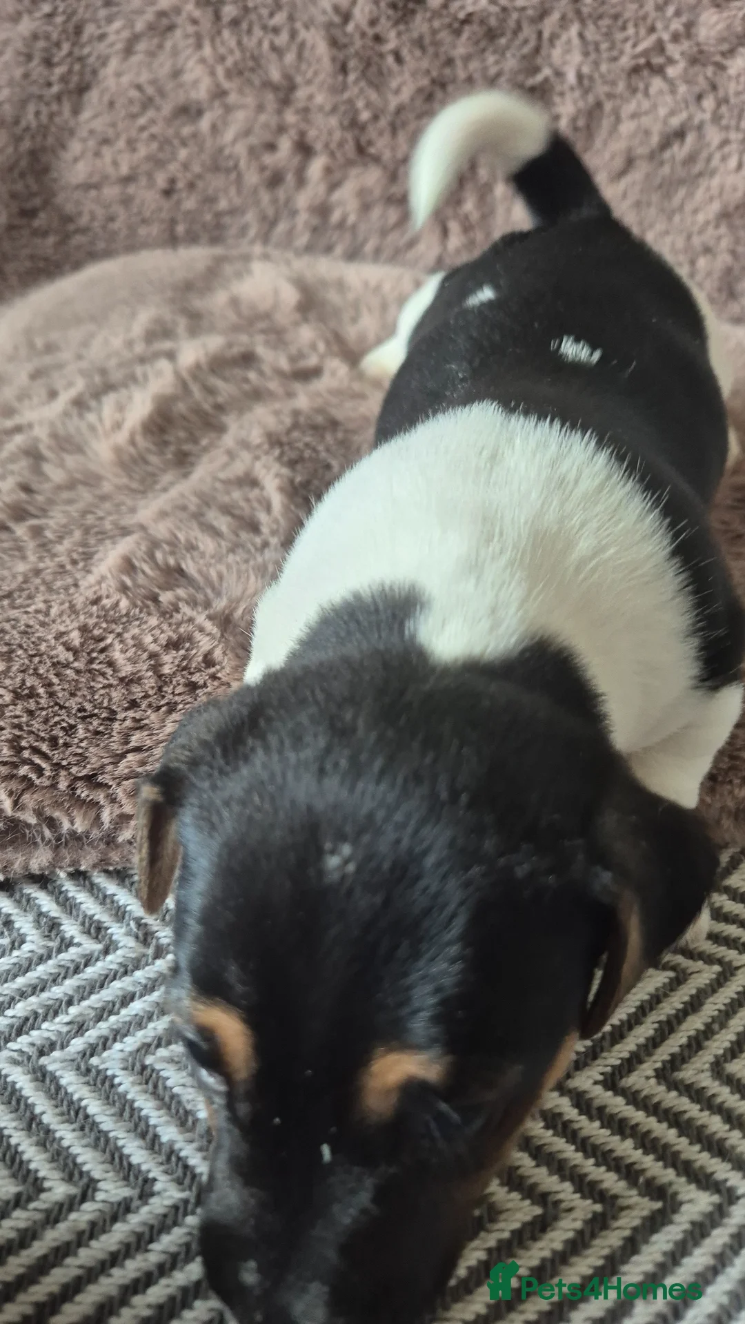 Jack Russell dogs for sale: Jack Russell puppies - Advert 17