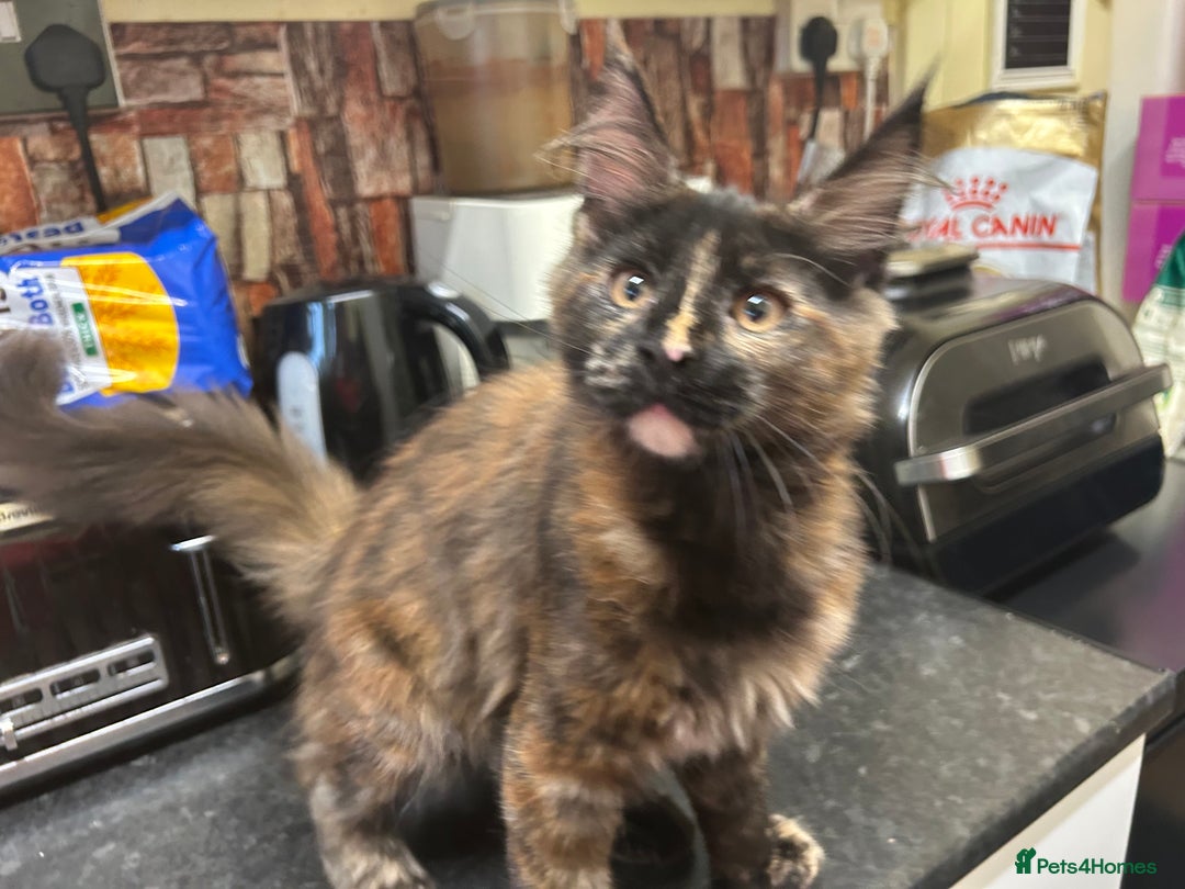 Maine Coon cats for sale:  2 beautiful maine coon kittens left - Image 26
