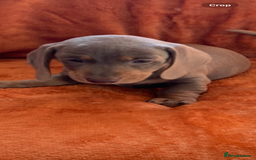Miniature Dachshund dogs for sale: Minature daschund rainbow litter READY 19th SEPT - Image 14