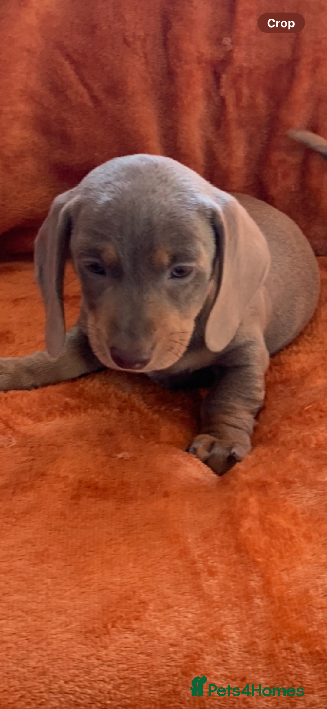 Miniature Dachshund dogs for sale: Minature daschund rainbow litter READY 19th SEPT - Image 14