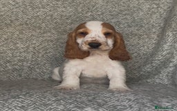 Cocker Spaniel dogs for sale: Ready Now! KC Show Type Cocker Spaniel Pups  - Image 5