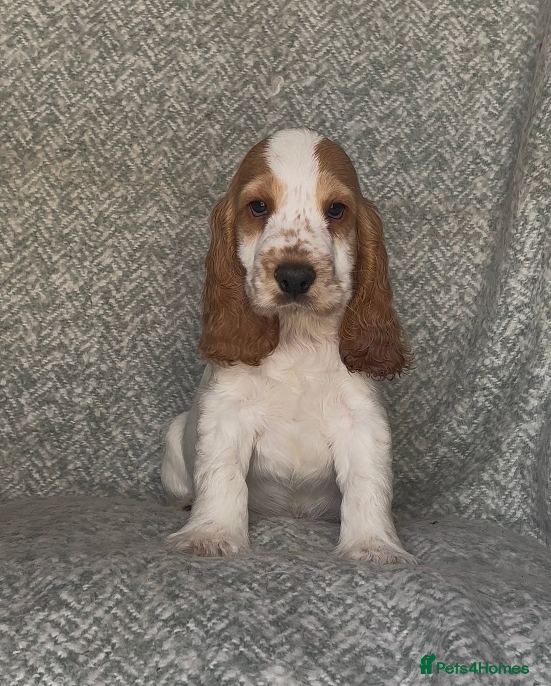 Cocker Spaniel dogs for sale: Ready Now! KC Show Type Cocker Spaniel Pups  - Image 5
