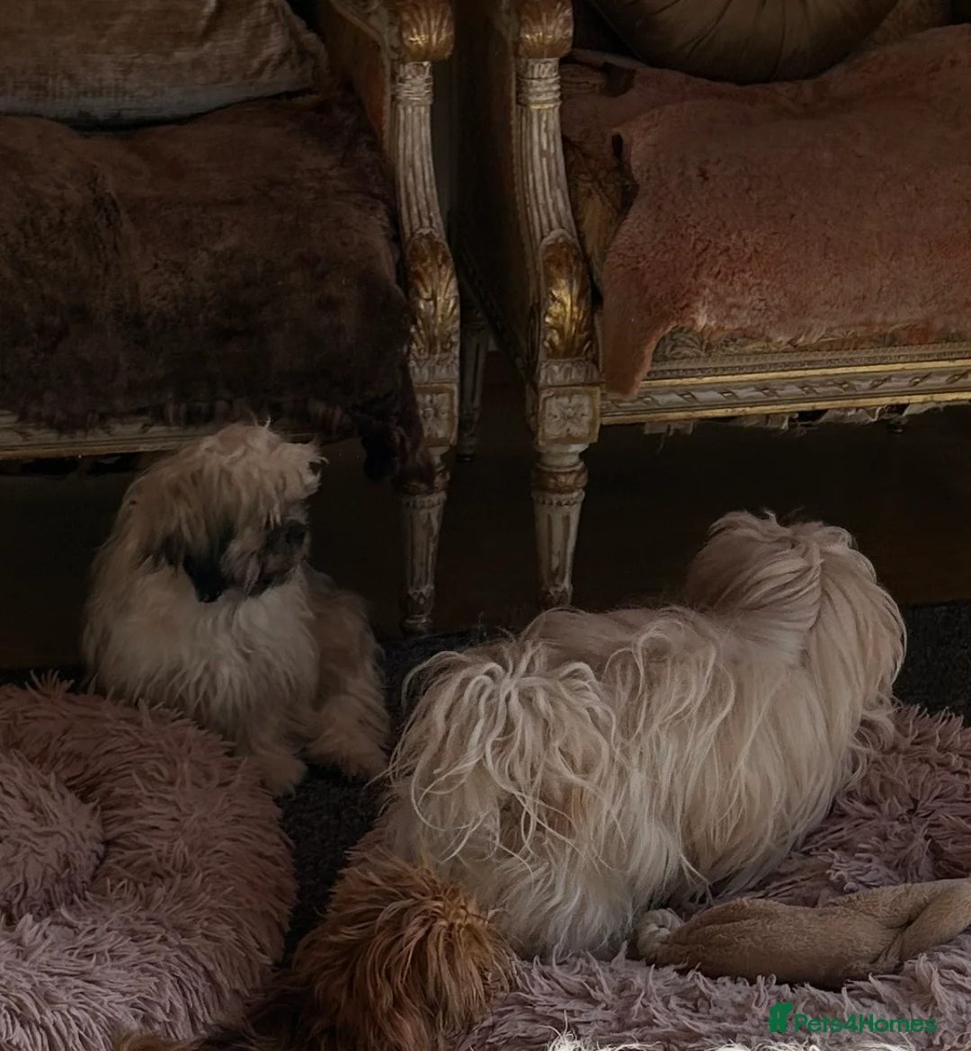 Shih Tzu dogs for sale: Imperial ShihTzu puppy - Advert 10