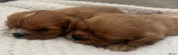 Cavalier King Charles Spaniel dogs for sale: Kennel Club registered ruby Cavalier boy puppies. - Advert 5