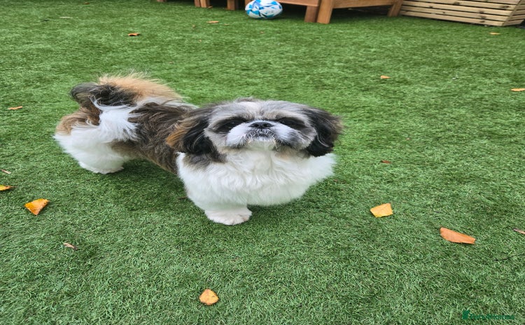 Shih Tzu dogs - Advert 1