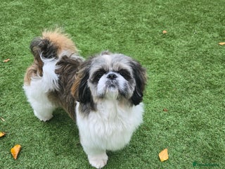 Shih Tzu dogs - Advert 14