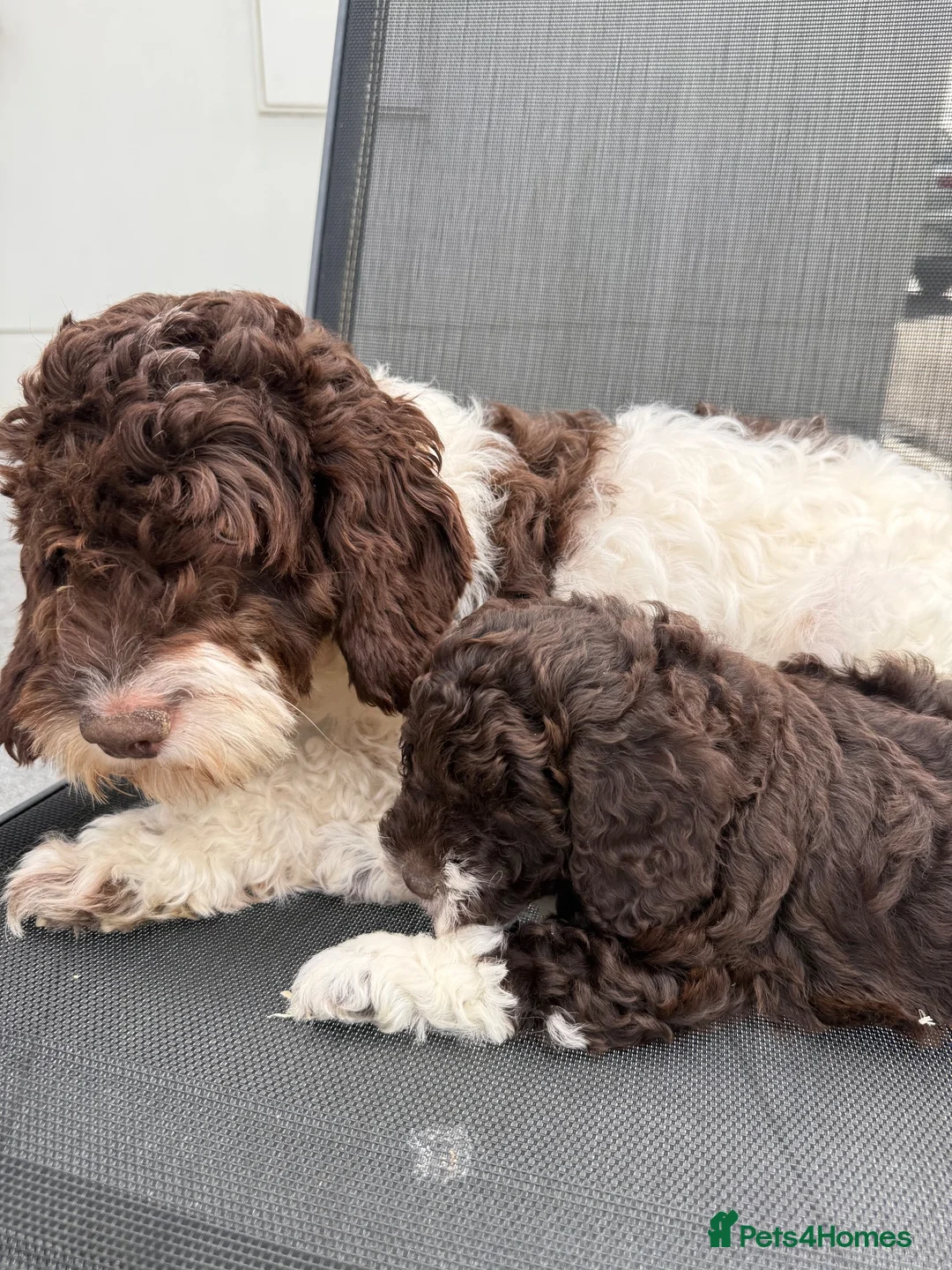 Cockapoo dogs for sale: Cockapoo Puppies For Sale 🐶  - Advert 5