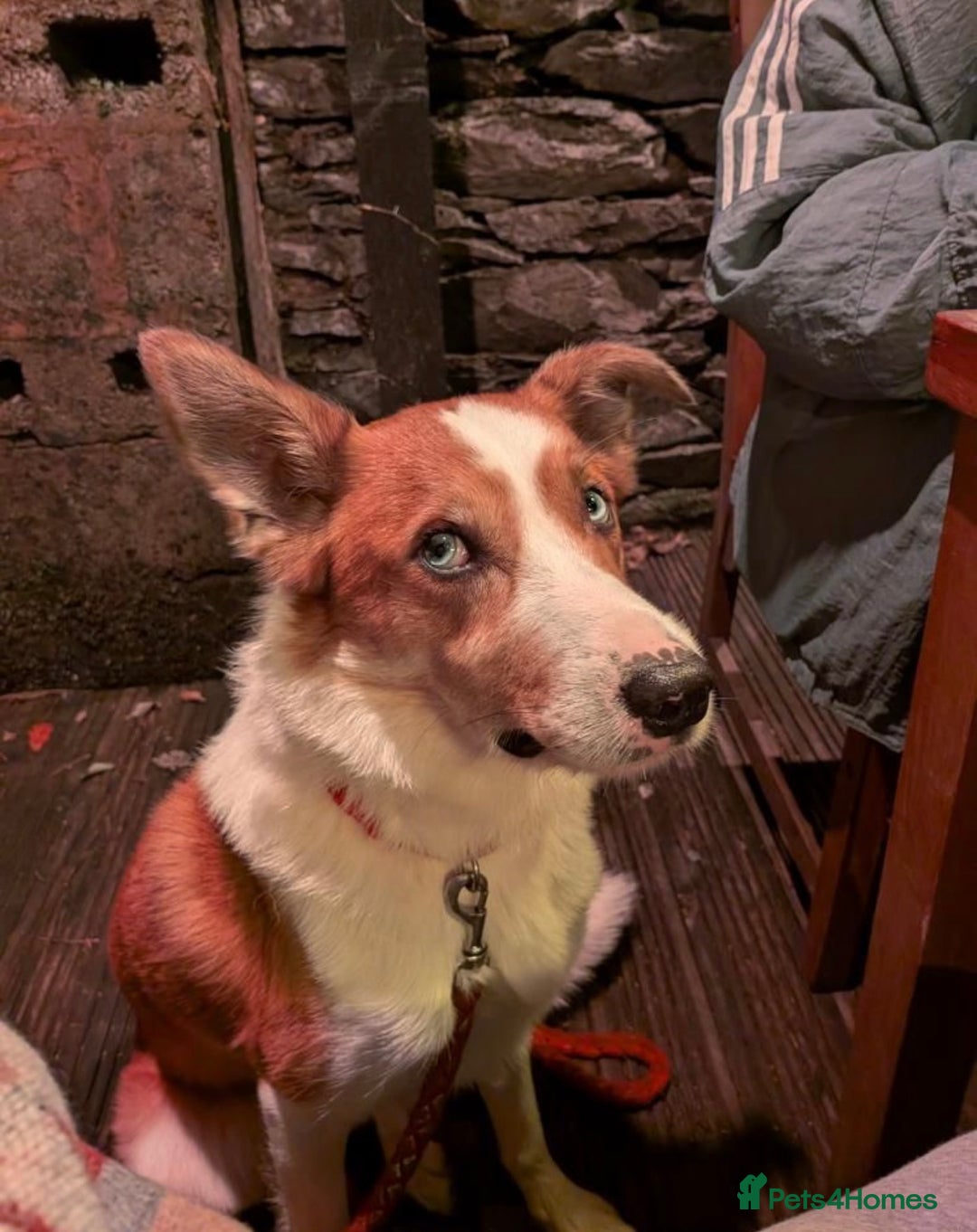 Border Collie dogs for stud: Welsh Border collie for stud  - Image 4