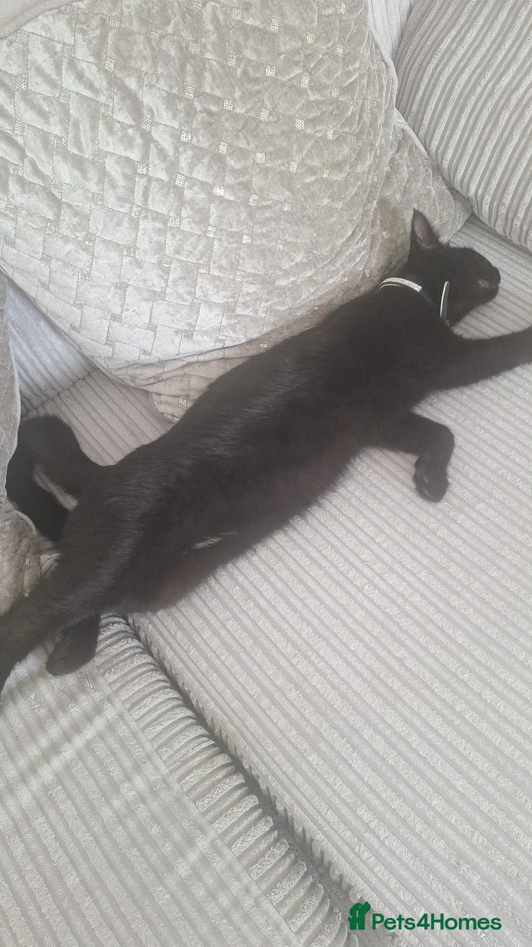 Mixed Breed cats for sale: Half maine coon in Bedford - Advert 2
