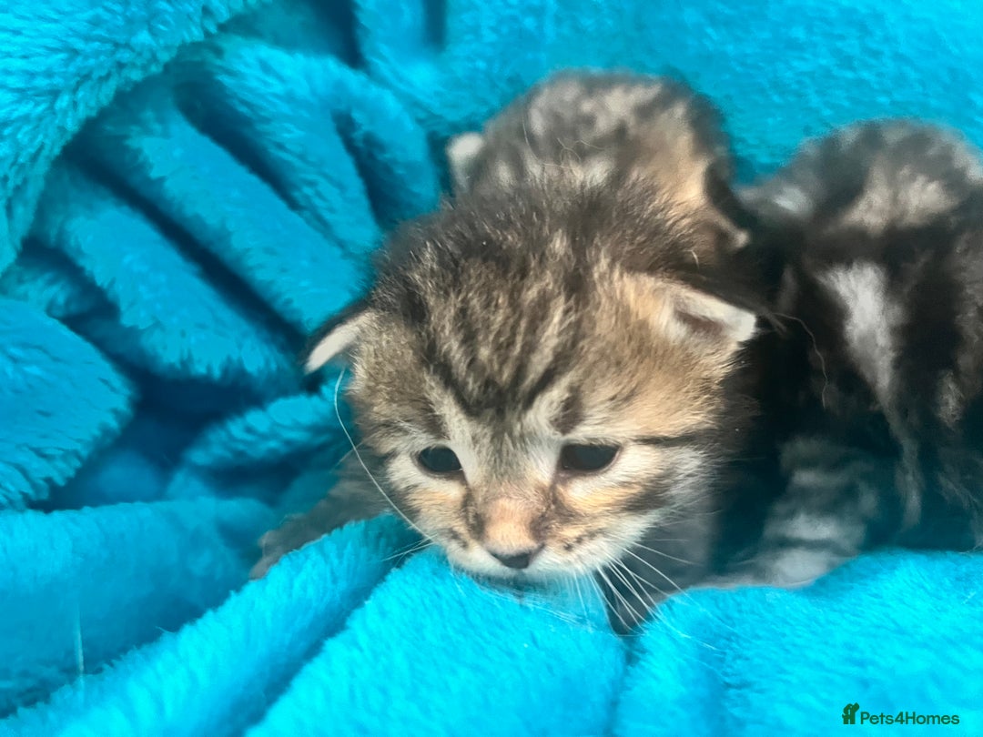 Siberian cats for sale: 🩶🩵Traditional Siberian Babies🩵🩶 - Advert 13