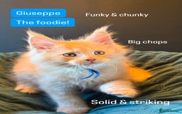 Maine Coon cats for sale: TICA Ginger, Red & Blue Tortie Maine Coon  - Image 15
