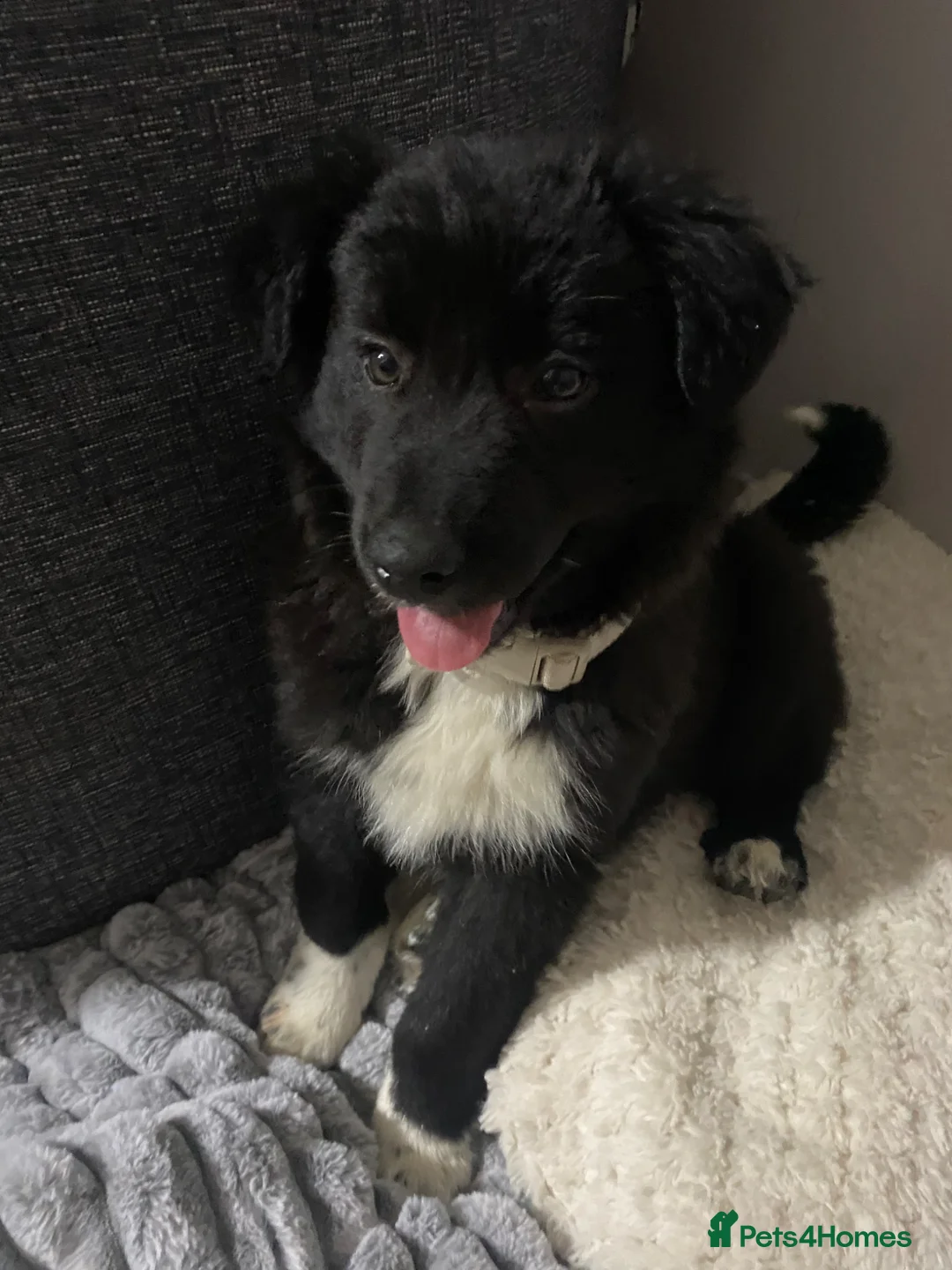 Mixed Breed dogs for sale: Female collie/kalpi in Shrewsbury - Advert 2