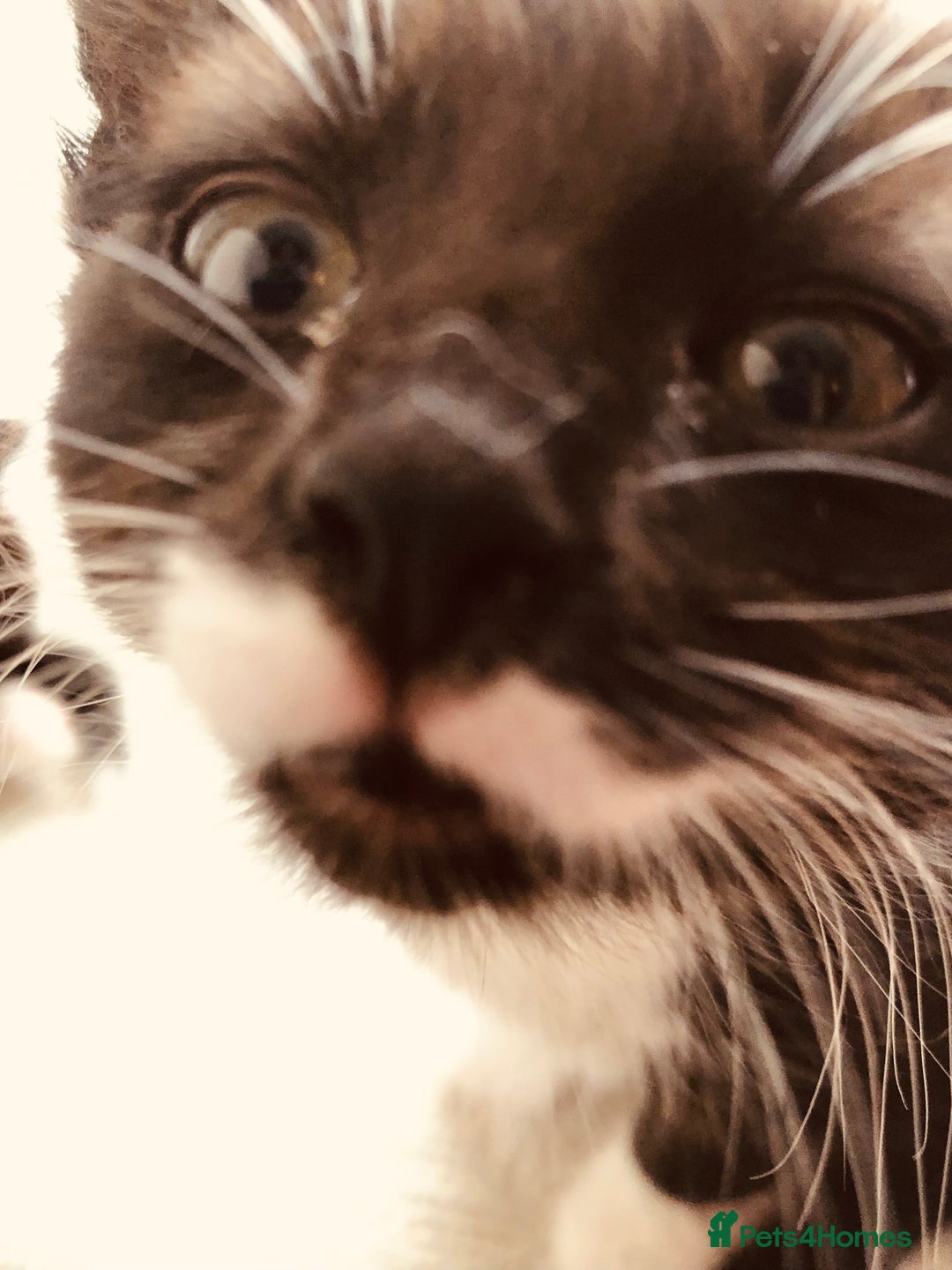 Mixed Breed cats for sale: siamese x siberian tuxedo kittens - Advert 32