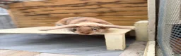Mixed Breed rabbits for sale: Luss - Spayed and vaccinated  - Advert 6