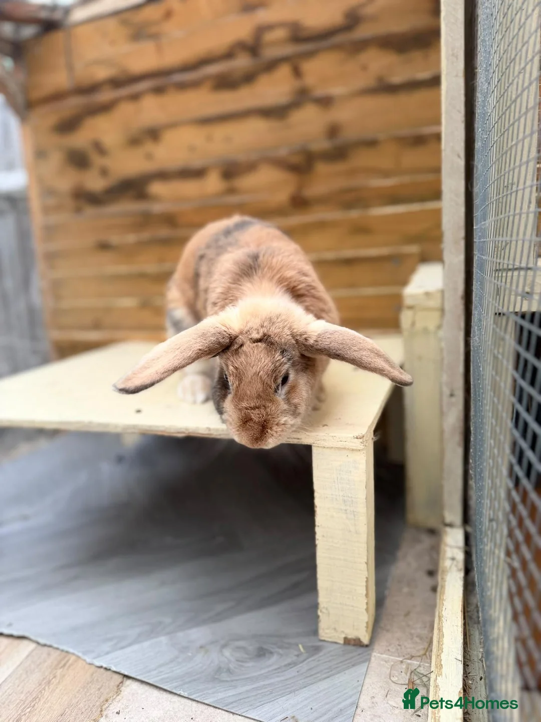 Mixed Breed rabbits for sale: Luss - Spayed and vaccinated  - Advert 6