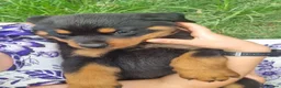 Rottweiler dogs for sale: Lovely well bred big bone pups in Wigston - Advert 6
