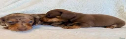Miniature Dachshund dogs for sale: True miniature dachshunds - Advert 10