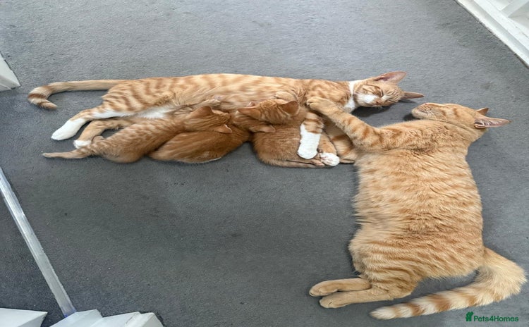 Domestic Shorthair cats - Advert 1