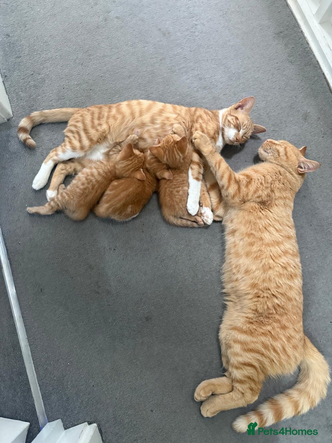 Domestic Shorthair cats for sale: Ginger Kittens (3) - Image 1