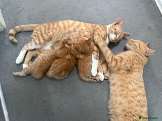 Domestic Shorthair cats - Advert 1