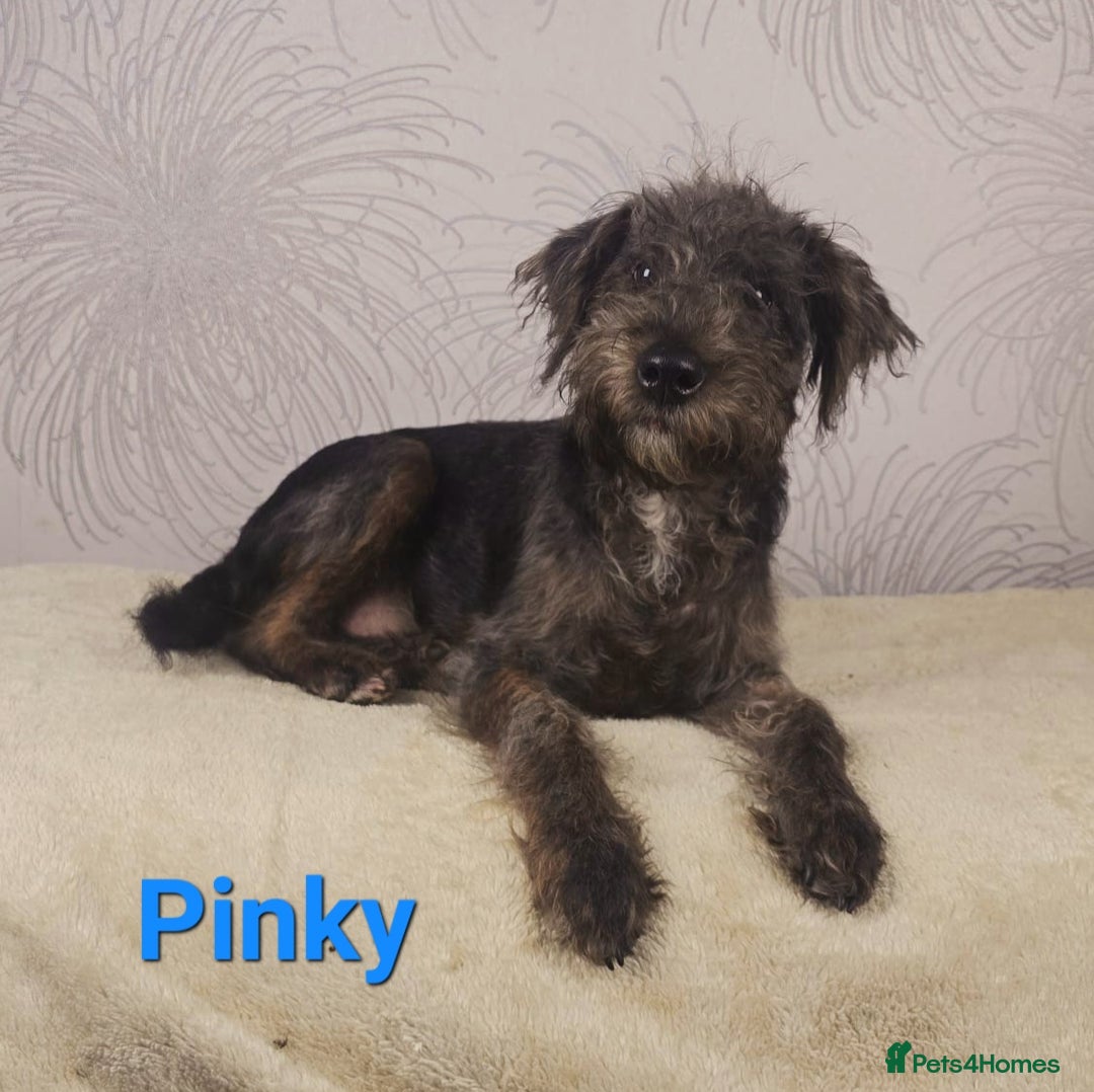 Australian Labradoodle dogs for sale: Australian Labradoodle × Fox Terrier Puppies - Image 13