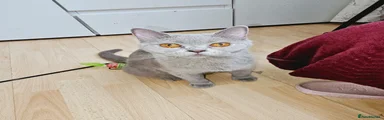 British Shorthair 6