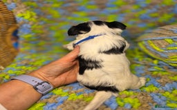 Biewer Terrier dogs for sale: Pure breed Biewer Terrier puppies 4 Generation  - Image 6