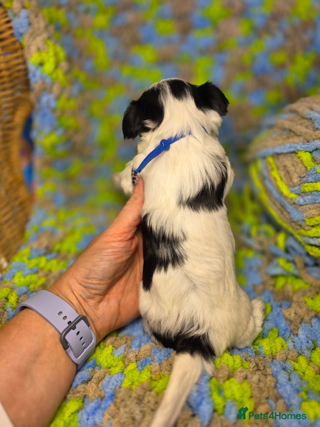 Biewer Terrier dogs for sale: Pure breed Biewer Terrier puppies 4 Generation  - Image 6