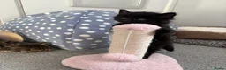 Mixed Breed cats for sale: Ready to go 3 female kittens  - Advert 5