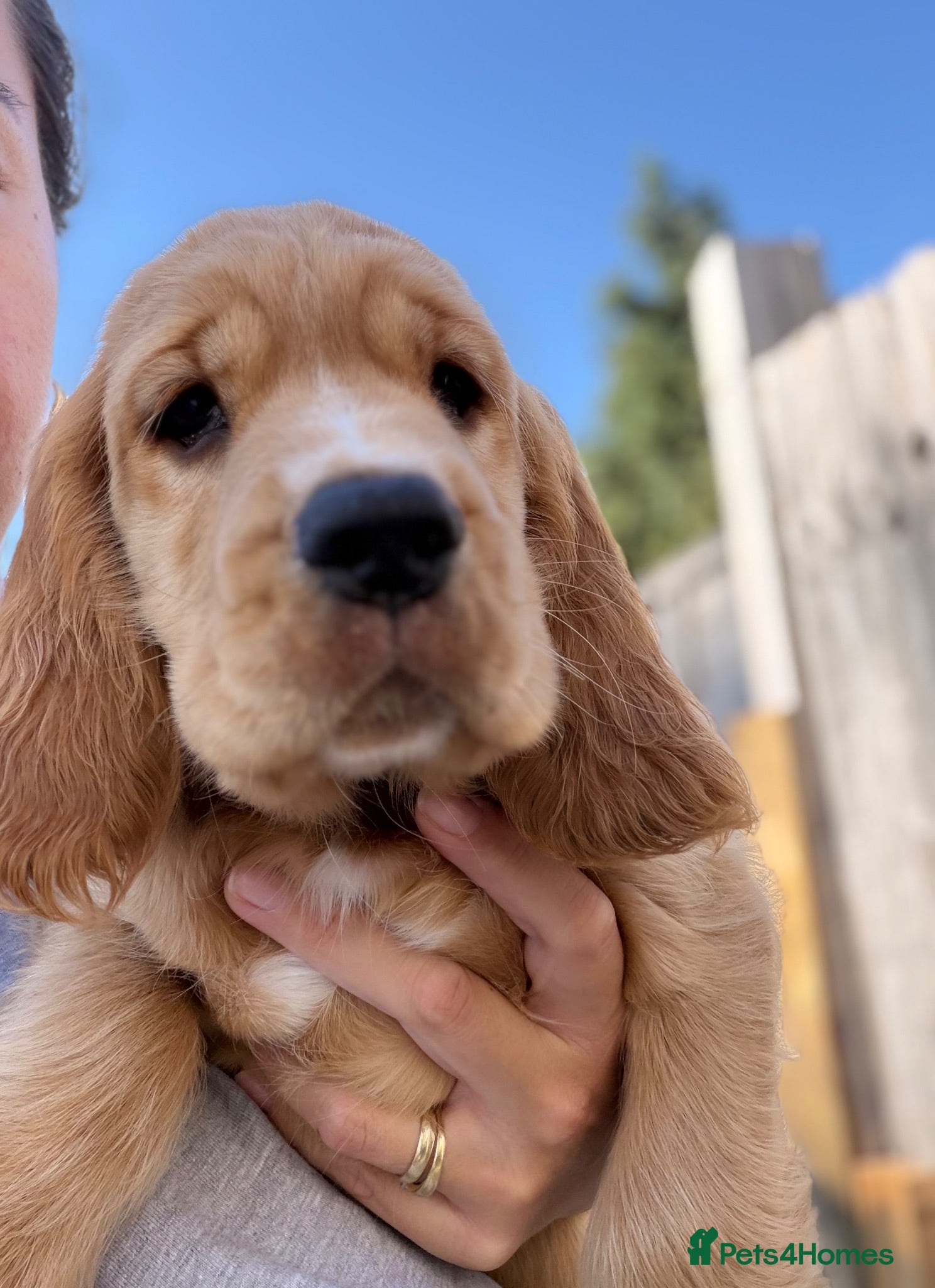 Cocker Spaniel dogs 🌟🌟🌟Beautiful English Gold Show Cocker Spaniel  - Advert 1