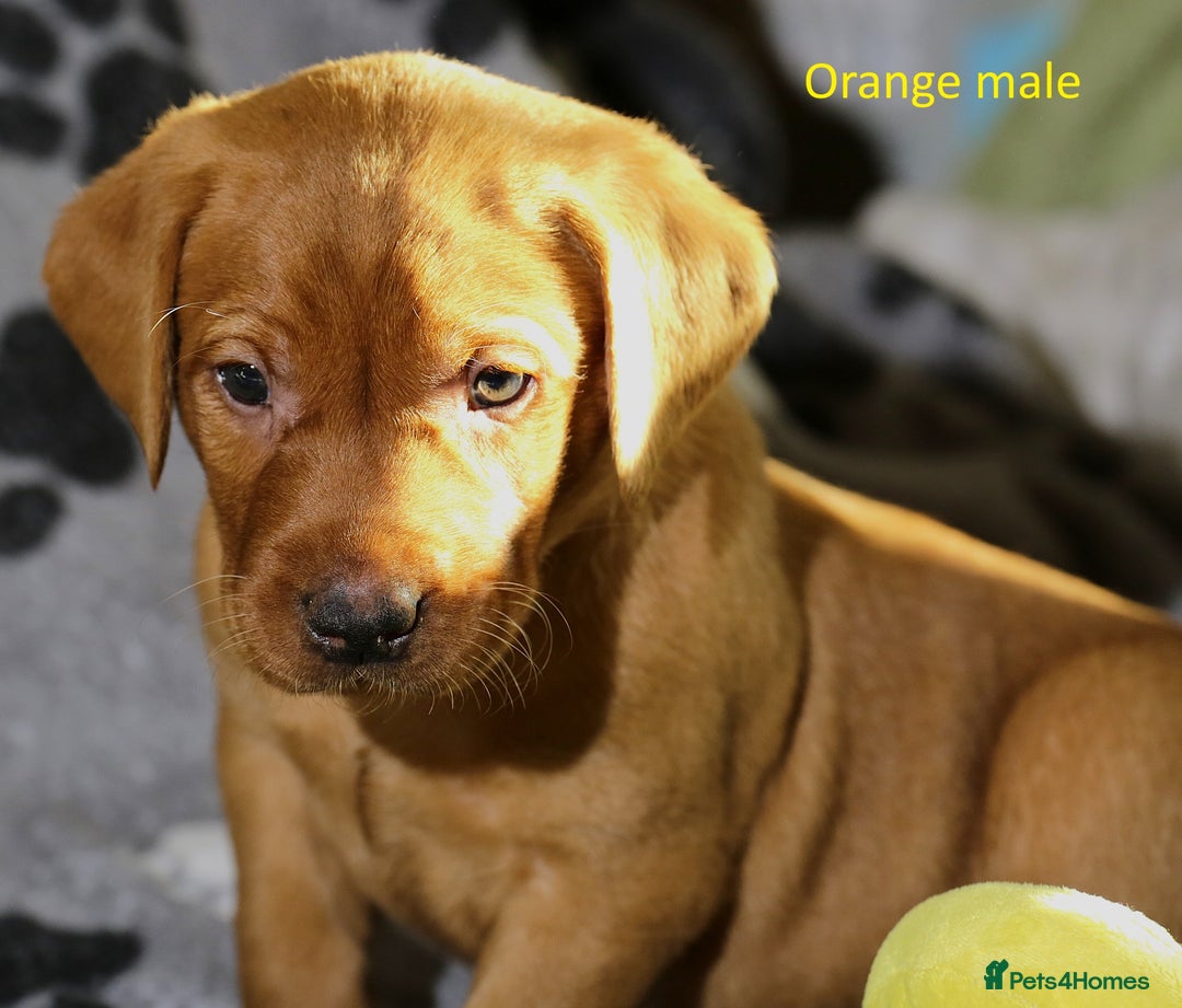 Labrador Retriever dogs for sale: Fox red labrador pups ready now - Image 17