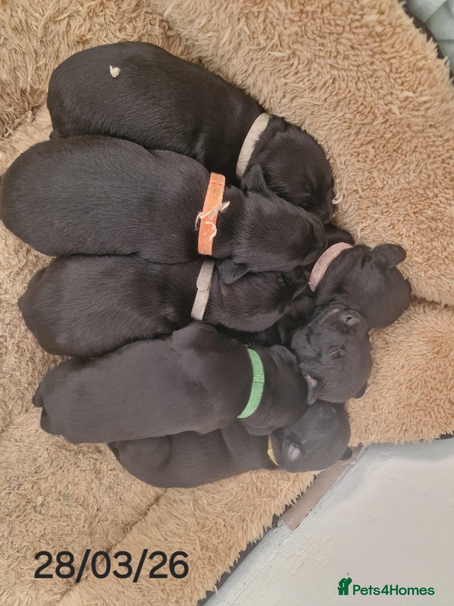 Patterdale Terrier dogs 6 Working Patty Pups - Advert 7