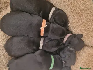 Patterdale Terrier dogs 6 Working Patty Pups - Advert 7