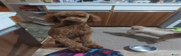 Miniature Poodle dogs for stud: OUR BARRY-KC REGISTERED MINIATURE POODLE FOR STUD in Preston - Advert 9