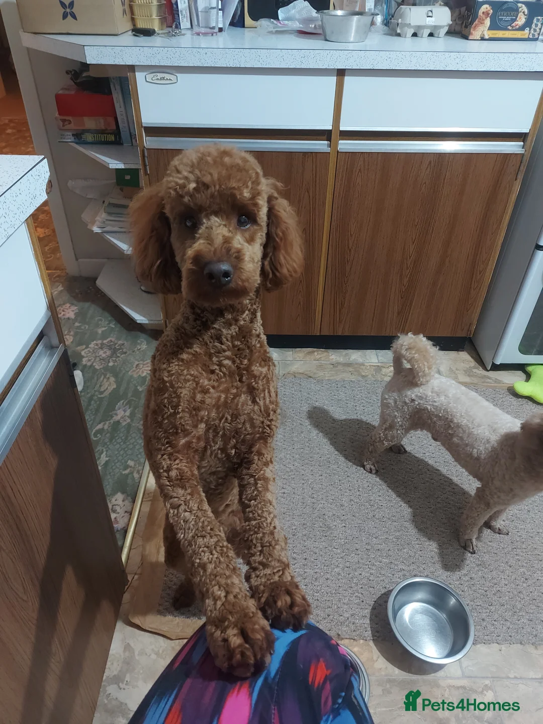 Miniature Poodle dogs for stud: OUR BARRY-KC REGISTERED MINIATURE POODLE FOR STUD in Preston - Advert 9
