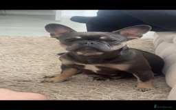 French Bulldog dogs for sale: French bulldog puppy’s  - Image 5