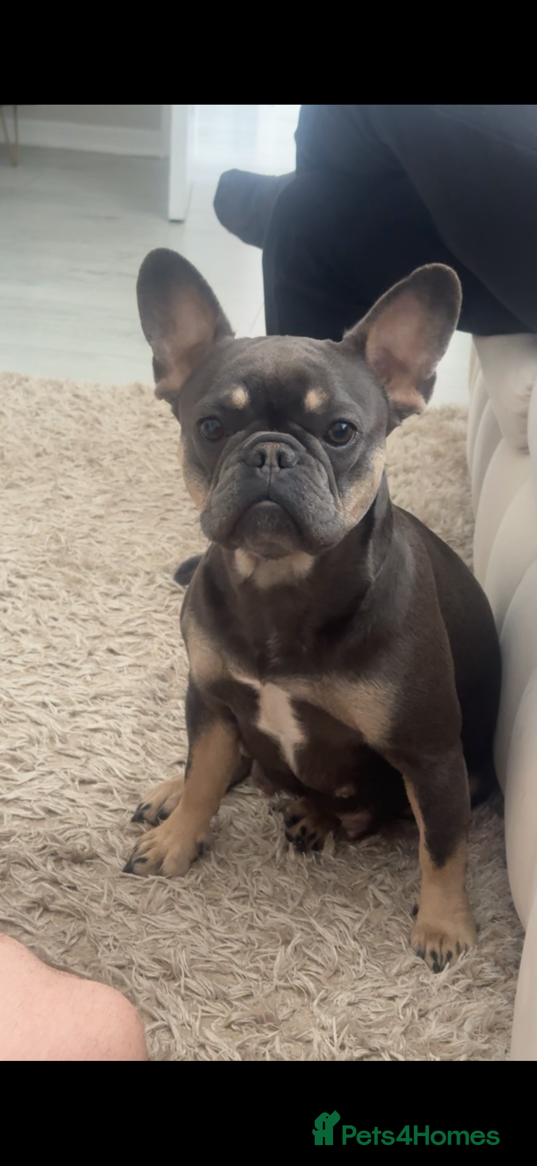 French Bulldog dogs for sale: French bulldog puppy’s  - Image 5