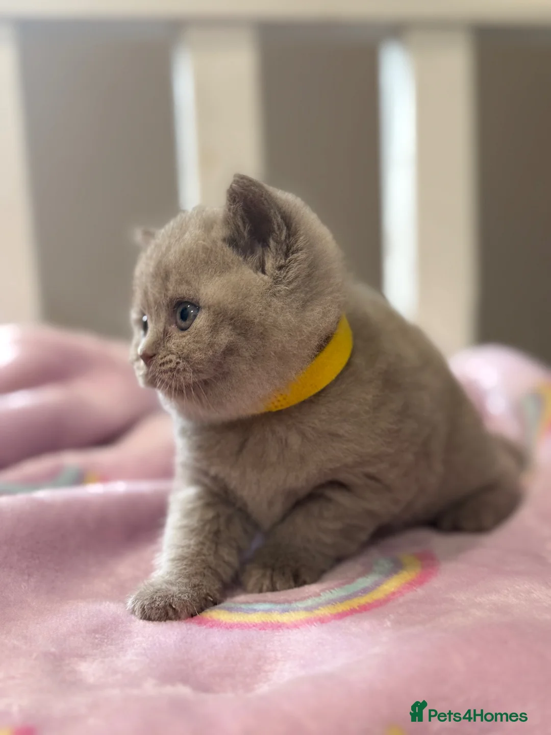 British Shorthair cats for sale: British Shorthair Girls Cinnamon & Lilac - Advert 9