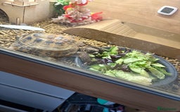 Tortoise reptiles for sale: Tortoise for rehome - Image 3