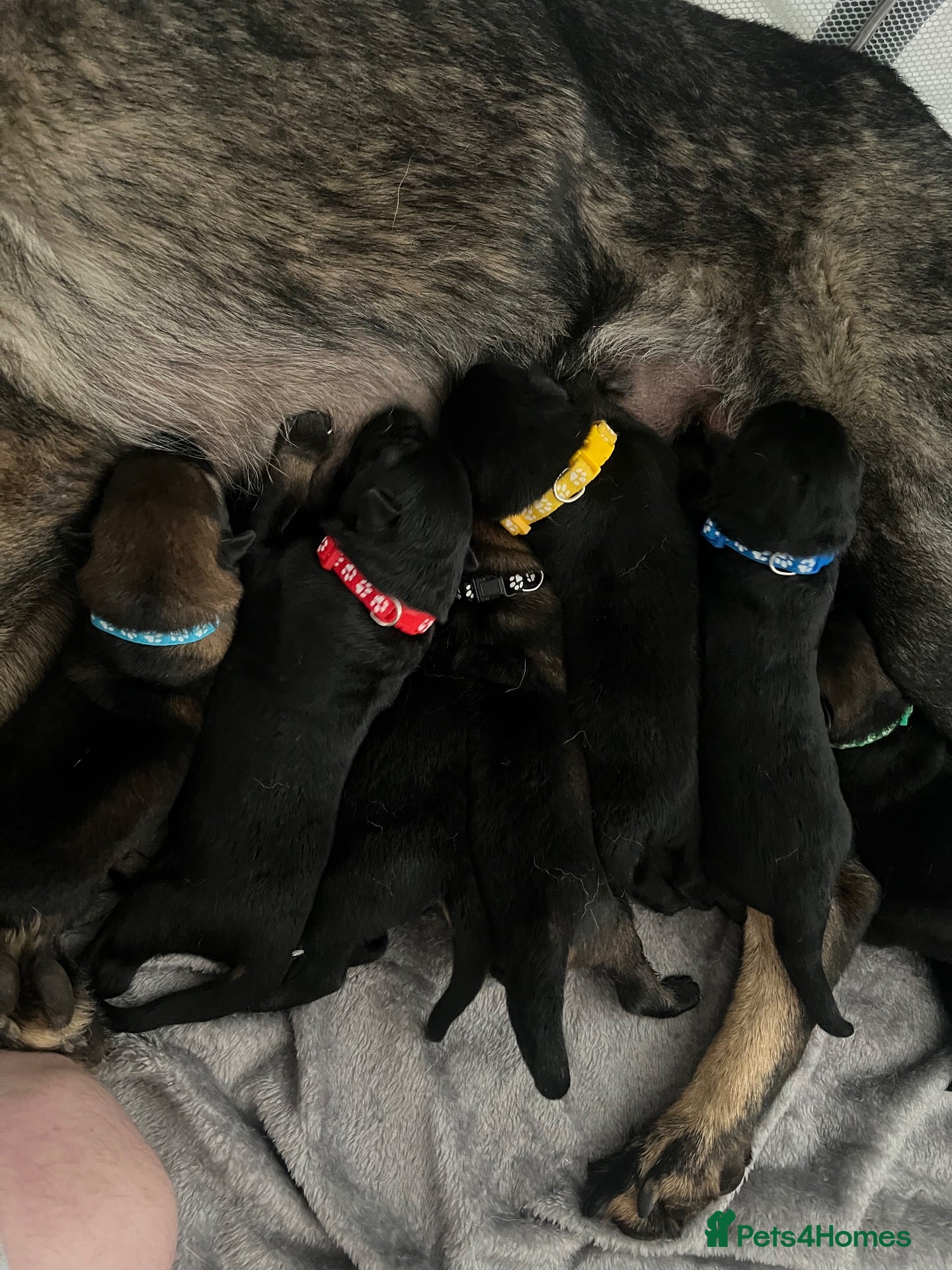 German Shepherd dogs 7 stunning German Shepard puppies for sale  - Advert 6