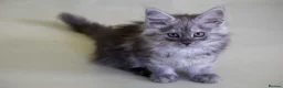 Maine Coon cats for sale: TICA Reg Black Smoke Maine Coon Kittens - Advert 16