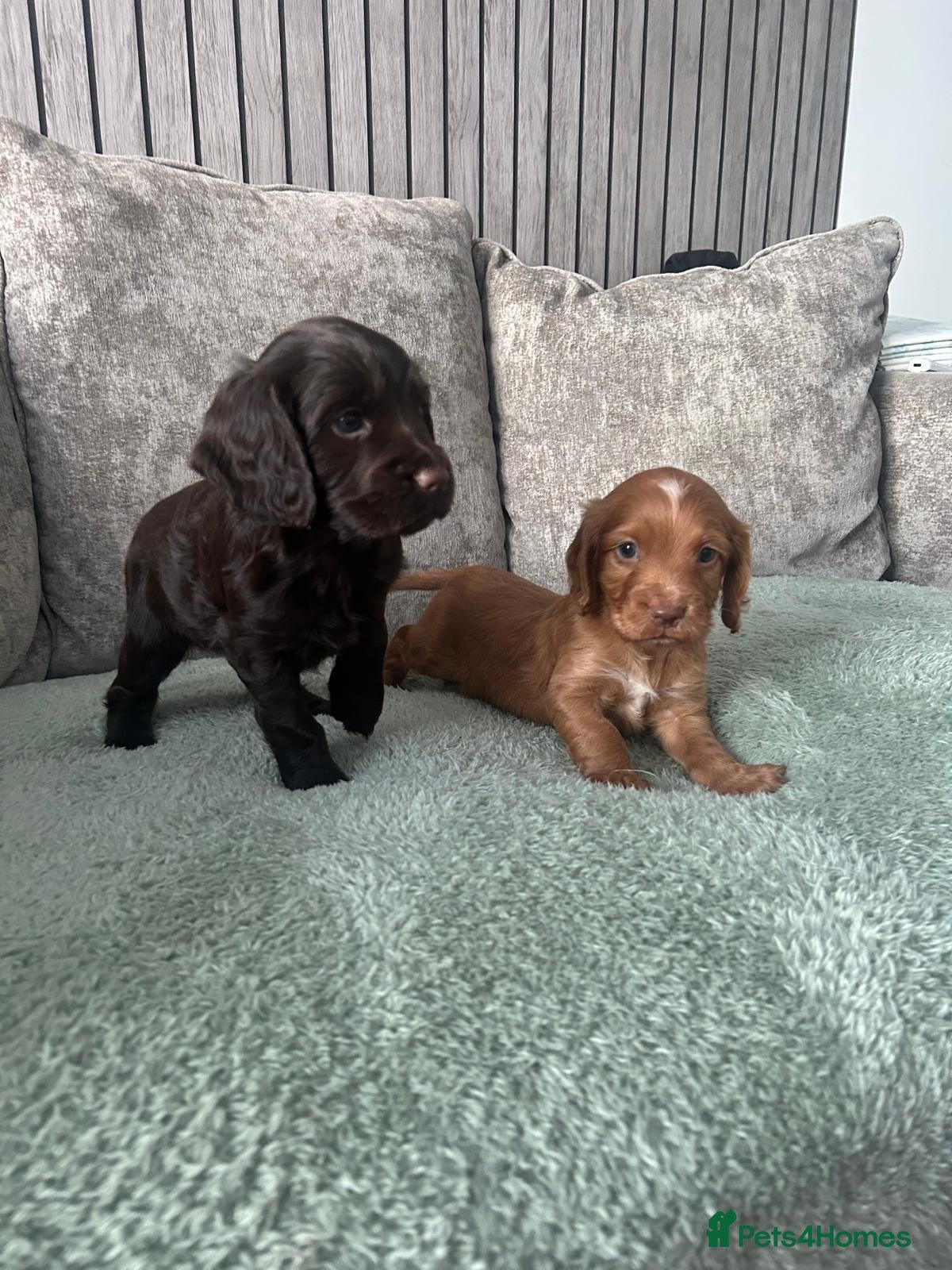 Cocker Spaniel dogs KC registered cocker spaniels  - Advert 5