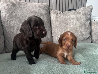 Cocker Spaniel dogs for sale: KC registered cocker spaniels - Advert 1