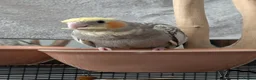 Cockatiels birds for sale: Hand-reared cockatiel, 5 months, tame affectionate in Richmond - Advert 3