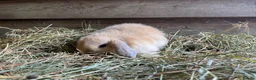 Mini Lop rabbits for sale: Gorgeous pure Mini lops  - Advert 7