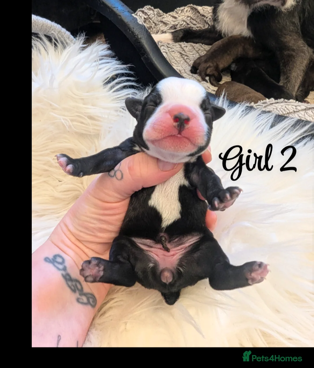 Boston Terrier dogs for sale: Boston X  - Advert 14
