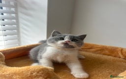 British Shorthair cats for sale: 🐻 Beautiful Teddy Bear BSH and BLH 🐻 - Image 18