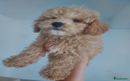 Maltipoo dogs for sale: Beautiful maltipoo puppys - Image 3