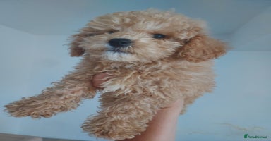Maltipoo dogs - Advert 8